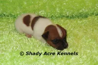 Smooth Shorty Cheff, a male Jack Russell Terrier for sale in Macon, GA – 3 of 5