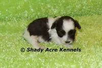 RobinHood, a male Havamalt for sale in Macon, GA – 2 of 7