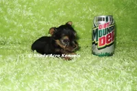 AKC Celantro--average <4lb--Parent pics listed, a male Yorkshire Terrier for sale in Macon, GA – 8 of 10