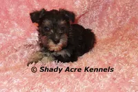 Espirit, a female Miniature Schnauzer for sale in Macon, GA – 3 of 6