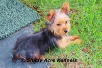 Odie 5.5lb., a male Yorkshire Terrier for sale in Macon, GA – 2 of 10