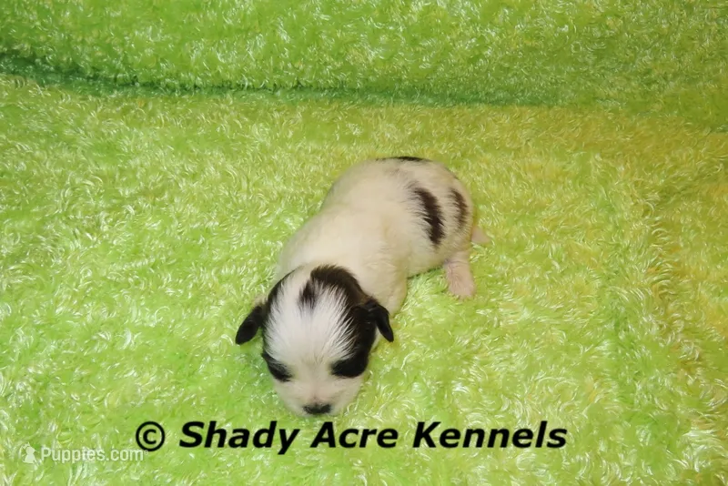 Macaroni – Shichon puppy for sale in Macon, GA