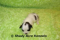 Macaroni, a male Shichon for sale in Macon, GA – 5 of 7