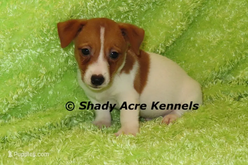Shorty Gilmore – Jack Russell Terrier puppy for sale in Macon, GA