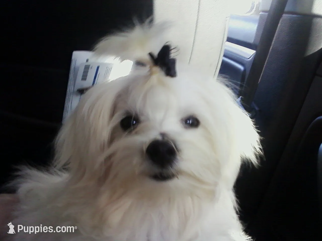 Gironimo--Parent pics too, a male Mal Shi for sale in Macon, GA – 10 of 10