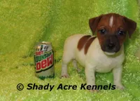 Smooth Shorty Cheff, a male Jack Russell Terrier for sale in Macon, GA – 2 of 10