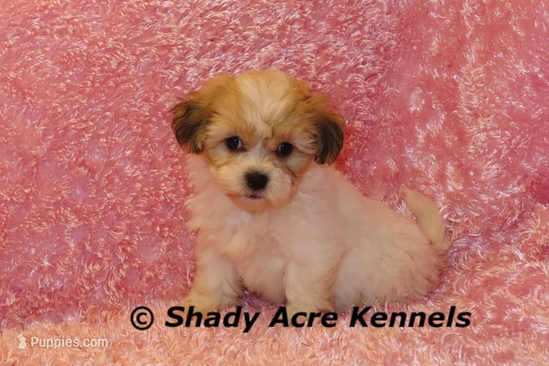 Magnolia – Shichon puppy for sale in Macon, GA