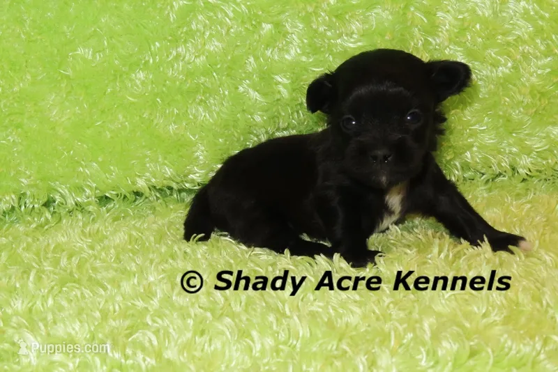 Willis – Shihpoo puppy for sale in Macon, GA