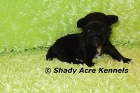 Willis, a male Shihpoo for sale in Macon, GA – 4 of 5