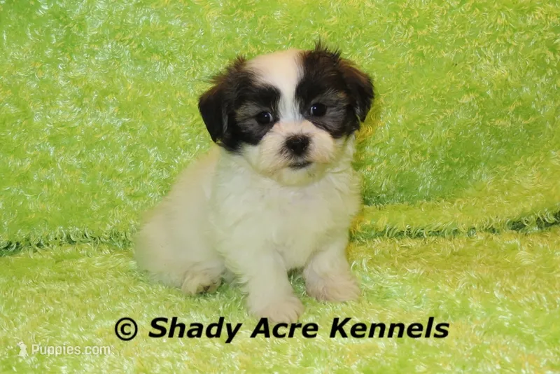 Gineral – Mal Shi puppy for sale in Macon, GA