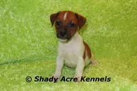 Smooth Shorty Cheff, a male Jack Russell Terrier for sale in Macon, GA – 5 of 10