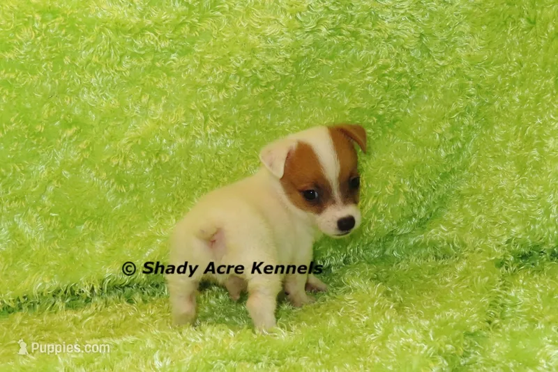 Shorty Android – Jack Russell Terrier puppy for sale in Macon, GA