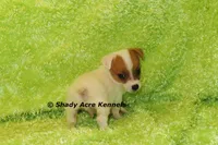 Shorty Android, a male Jack Russell Terrier for sale in Macon, GA – 3 of 10