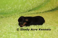 SeaDog, a male Yorkshire Terrier for sale in Macon, GA – 6 of 6