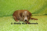 F1b MINI Landon--average weight 30lbs, a male Miniature Goldendoodle for sale in Macon, GA – 6 of 9