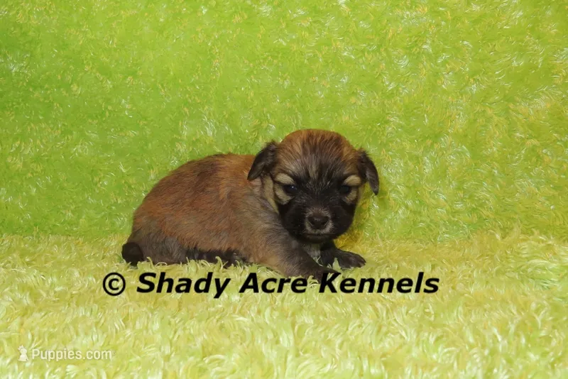 Gilvan – Mal Shi puppy for sale in Macon, GA