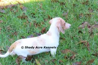 Yang-Parent pics too, a male Miniature Dachshund for sale in Macon, GA – 7 of 10