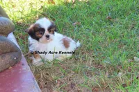 Killer--Parent pics too, a male Shih Tzu for sale in Macon, GA – 6 of 10