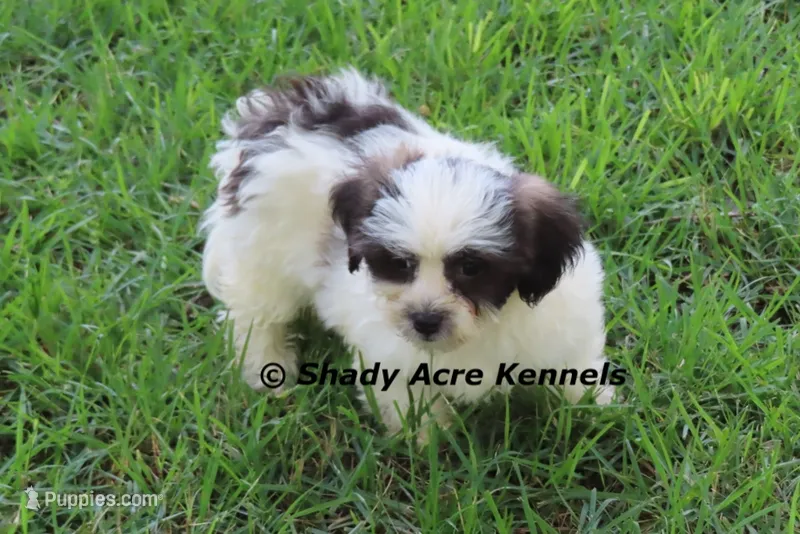 Macaroni – Shichon puppy for sale in Macon, GA