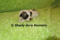 McCavity, a male Shichon for sale in Macon, GA – 3 of 8