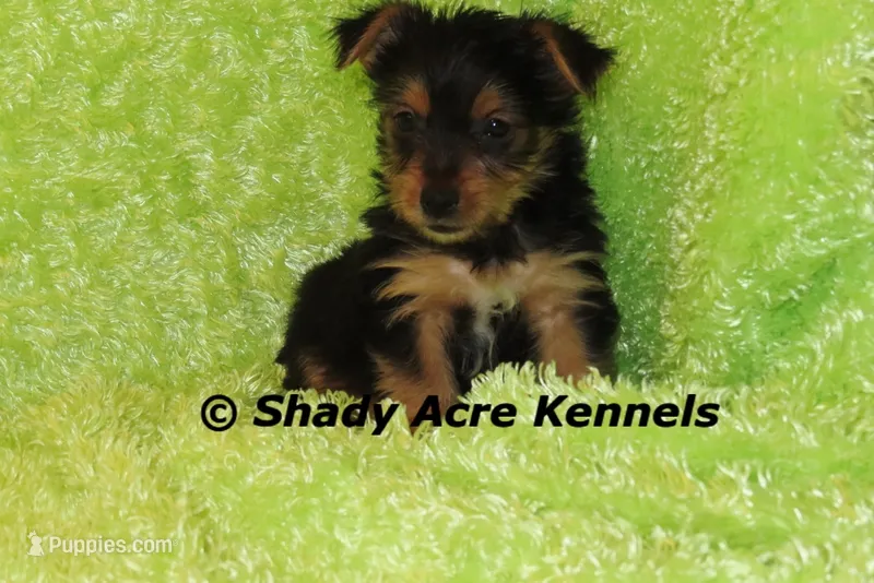 SeaDog--AKC reg. available – Yorkshire Terrier puppy for sale in Macon, GA
