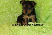 SeaDog--AKC reg. available, a male Yorkshire Terrier for sale in Macon, GA – 2 of 5