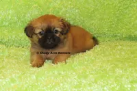 Firston, a male Shih Tzu for sale in Macon, GA – 2 of 8