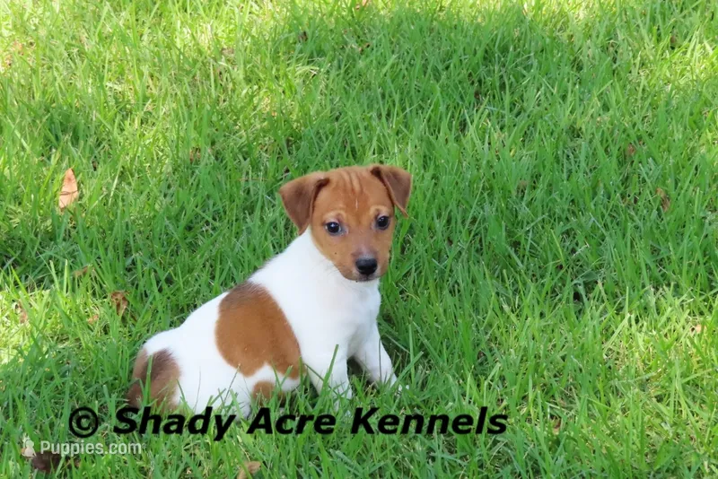 Smooth Shorty Chetan – Jack Russell Terrier puppy for sale in Macon, GA