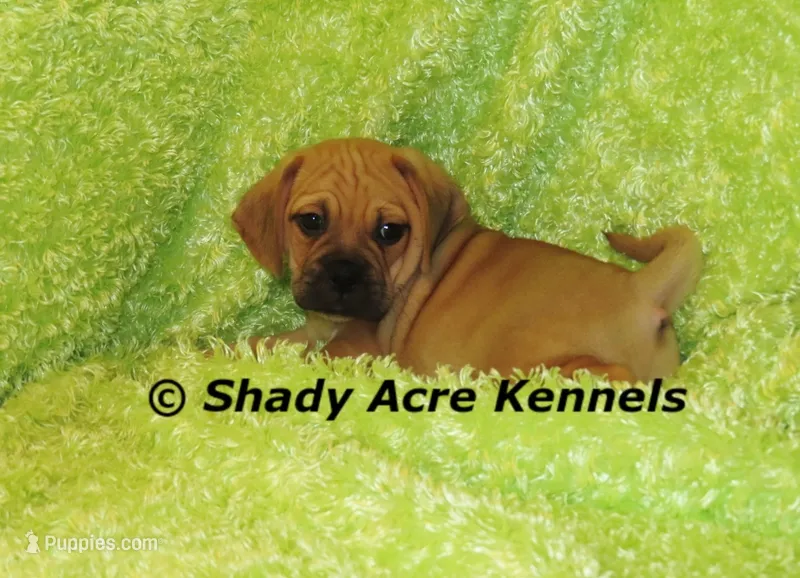 Benji – Puggle puppy for sale in Macon, GA