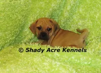 Benji, a male Puggle for sale in Macon, GA – 2 of 7