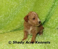 F1b MINI Landon--average weight 30lbs, a male Miniature Goldendoodle for sale in Macon, GA – 5 of 9