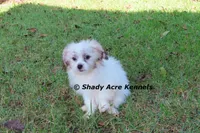McCavity--Parent pics too, a male Shichon for sale in Macon, GA – 2 of 8