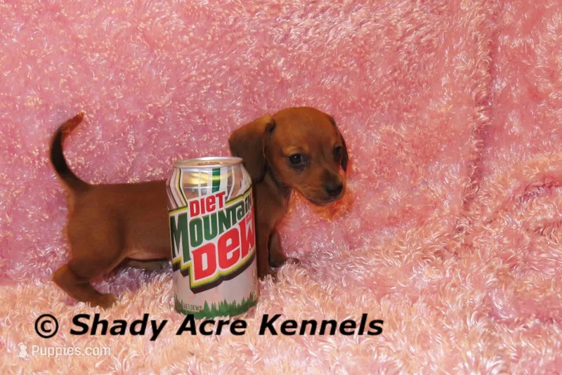 Bustine – Miniature Dachshund puppy for sale in Macon, GA