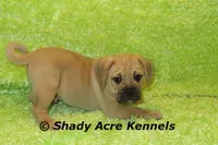Bebby, a male Puggle for sale in Macon, GA – 9 of 10