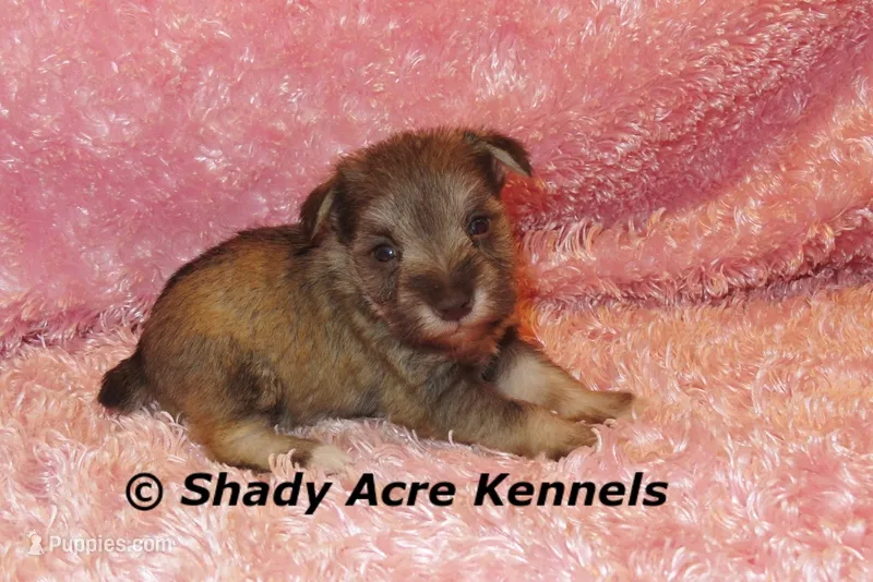 Esther – Miniature Schnauzer puppy for sale in Macon, GA