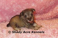 Esther, a female Miniature Schnauzer for sale in Macon, GA – 1 of 9