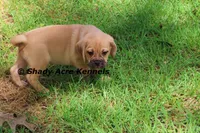 Bebby, a male Puggle for sale in Macon, GA – 5 of 10