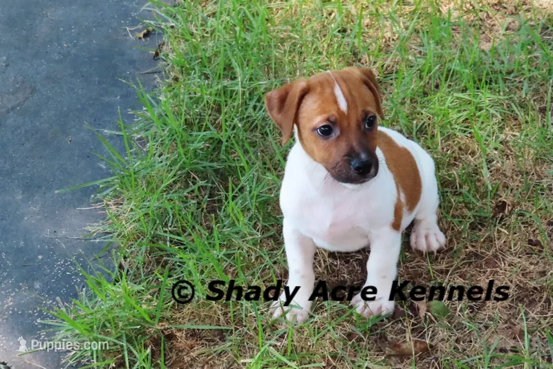 Smooth Shorty Cheff – Jack Russell Terrier puppy for sale in Macon, GA