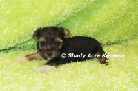 Buckaroo-AKC registration available, a male Yorkshire Terrier for sale in Macon, GA – 4 of 8