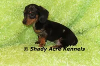 Dapple Yates, a male Miniature Dachshund for sale in Macon, GA – 7 of 10