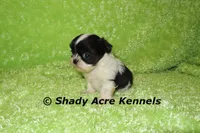 Trinidad, a male Shih Tzu for sale in Macon, GA – 3 of 5