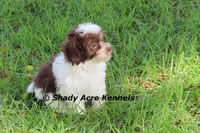 RobinHood, a male Havamalt for sale in Macon, GA – 4 of 10