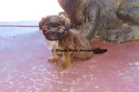 Kin-Parent pics too, a male Shih Tzu for sale in Macon, GA – 5 of 9