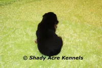 SeaBreeze, a male Yorkshire Terrier for sale in Macon, GA – 2 of 4