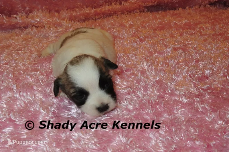 Mae – Shichon puppy for sale in Macon, GA
