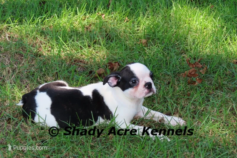 Indy--well behaved, happy – Boston Terrier puppy for sale in Macon, GA