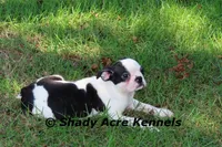 Indy--well behaved, happy, a male Boston Terrier for sale in Macon, GA – 1 of 10