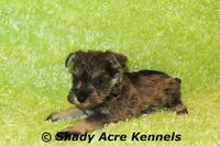 Esdras--smaller than average, a male Miniature Schnauzer for sale in Macon, GA – 4 of 10
