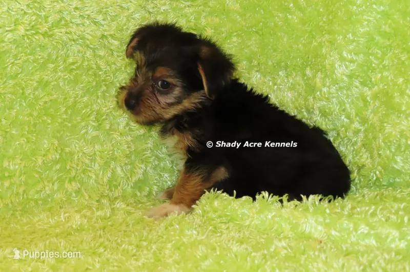 AKC Budges – Yorkshire Terrier puppy for sale in Macon, GA