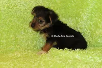 AKC Budges, a male Yorkshire Terrier for sale in Macon, GA – 1 of 8